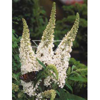budleja, budleja white ball, Buddleja