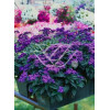 Heliotrop 'Nautilus Blue' div class'lat' Heliotrope /div