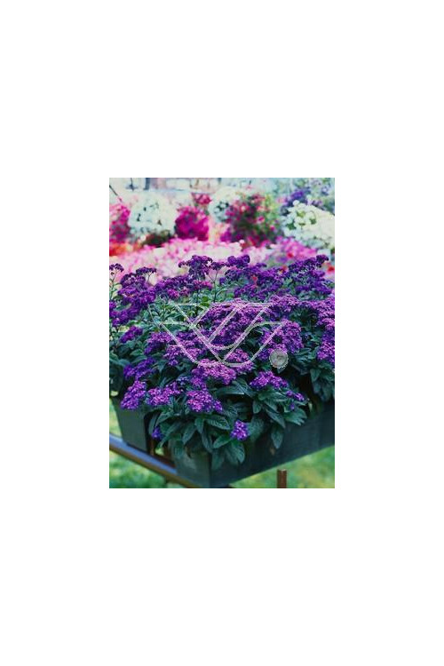 Heliotrop 'Nautilus Blue' div class'lat' Heliotrope /div