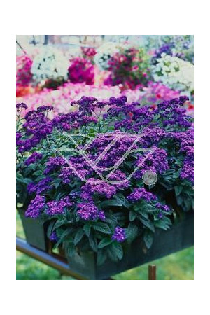 Heliotrop 'Nautilus Blue' div class'lat' Heliotrope /div