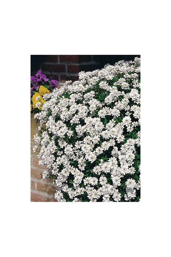 Ubiorek wieczniezielony 'Schneeflocke' | Iberis sempervirens