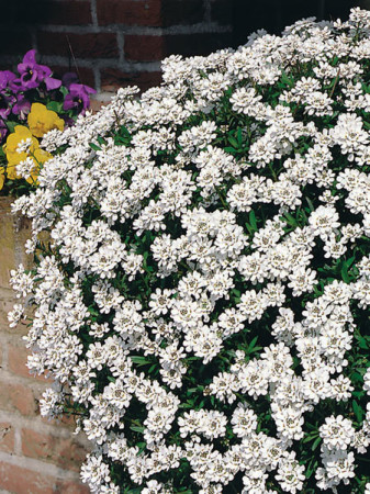 Ubiorek wieczniezielony 'Schneeflocke' | Iberis sempervirens