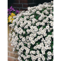 Ubiorek wieczniezielony 'Schneeflocke' | Iberis sempervirens