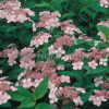 Hortensja piłkowana 'Santiago' | Hydrangea serrata