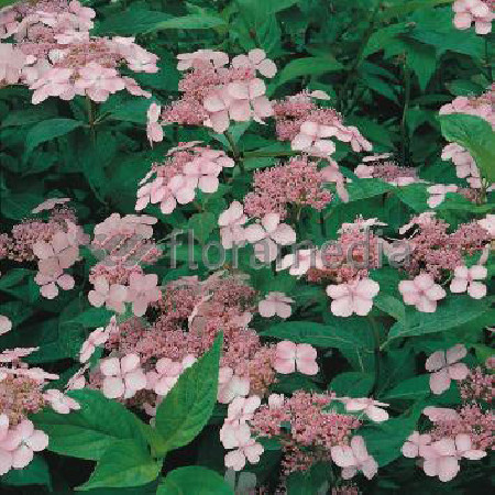 Hortensja piłkowana 'Santiago' | Hydrangea serrata