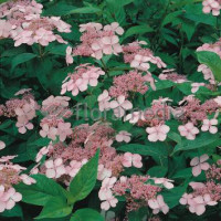 Hortensja piłkowana 'Santiago' | Hydrangea serrata