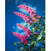 Budleja Dawida 'Pink Delight' | Buddleja dawidii