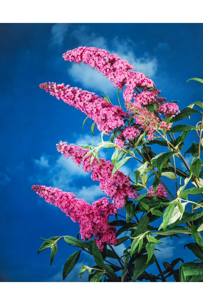 Budleja Dawida 'Pink Delight' | Buddleja dawidii