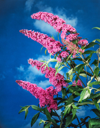 Budleja Dawida 'Pink Delight' | Buddleja dawidii