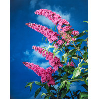 Budleja Dawida 'Pink Delight' | Buddleja dawidii