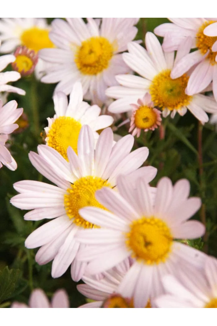 Złocień arktyczny 'Roseum' | Arctanthemum arcticum