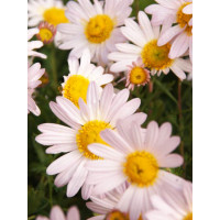 Złocień arktyczny 'Roseum' | Arctanthemum arcticum