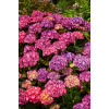 Hortensja ogrodowa 'Masja' | Hydrangea macrophylla
