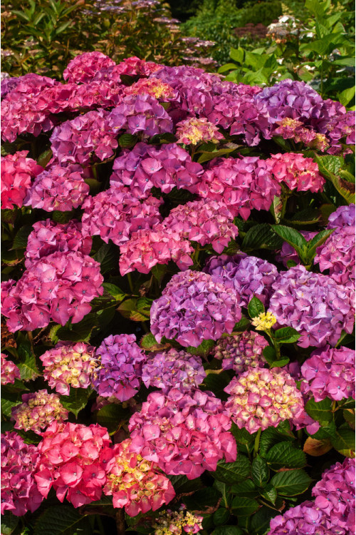 Hortensja ogrodowa 'Masja' | Hydrangea macrophylla