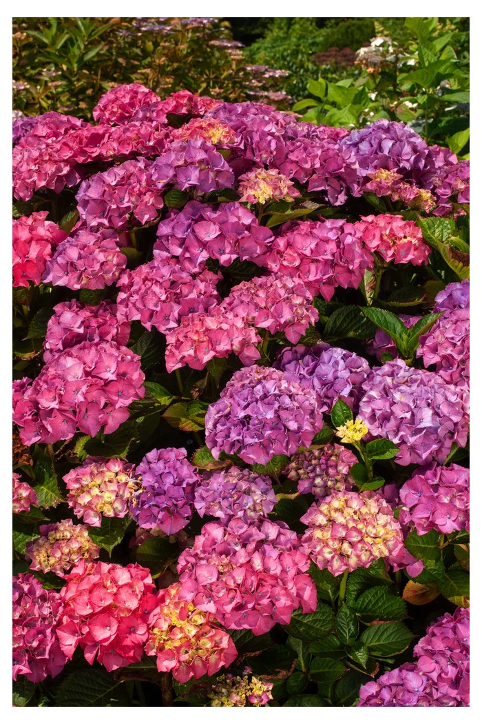 Hortensja ogrodowa 'Masja' | Hydrangea macrophylla