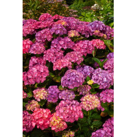 Hortensja ogrodowa 'Masja' | Hydrangea macrophylla