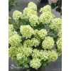 Hortensja bukietowa 'Mojito' | Hydrangea panniculata