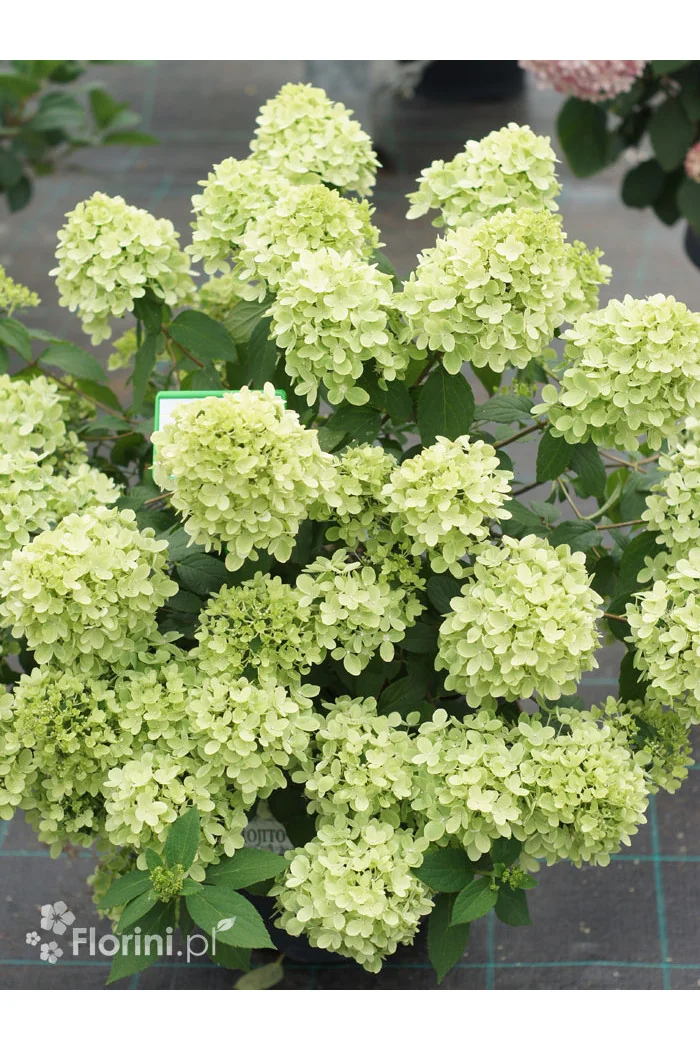 Hortensja bukietowa 'Mojito' | Hydrangea panniculata