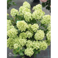 Hortensja bukietowa 'Mojito' | Hydrangea panniculata