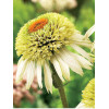 Jeżówka 'Coconut Lime' Echinacea