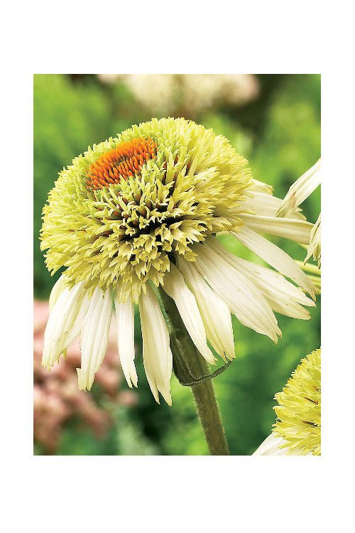 Jeżówka 'Coconut Lime' Echinacea