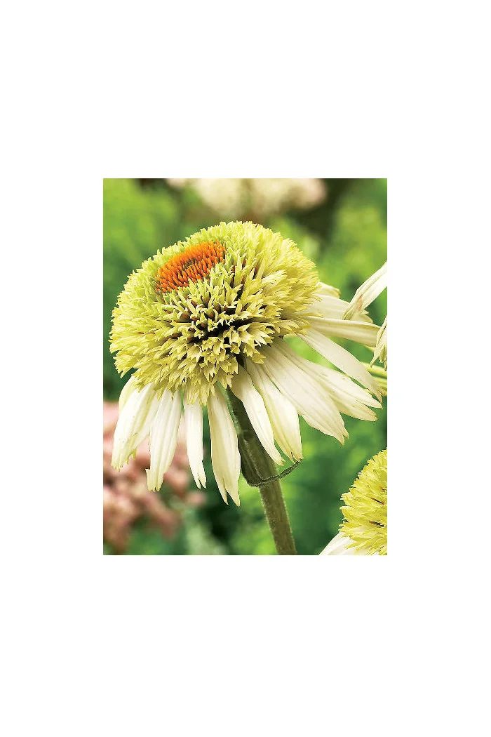 Jeżówka 'Coconut Lime' Echinacea