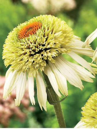 Jeżówka 'Coconut Lime' Echinacea