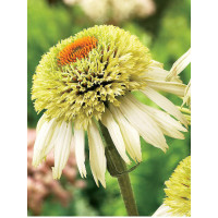 Jeżówka 'Coconut Lime' Echinacea