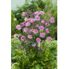 Zawilec japoński 'Konigin Charlotte' | Anemone japonica