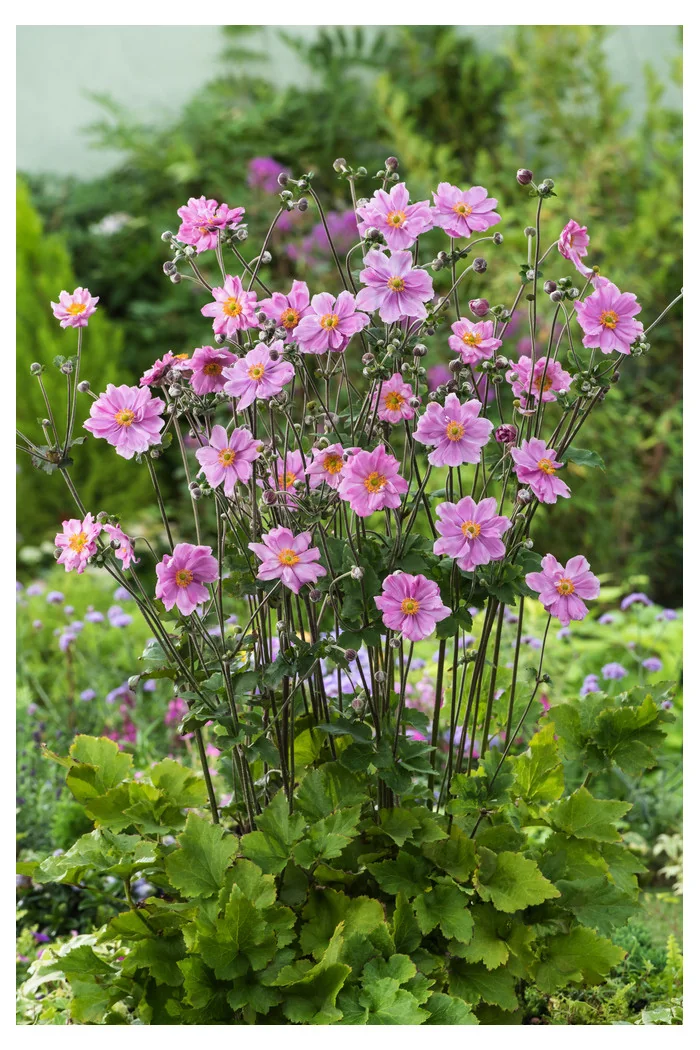 Zawilec japoński 'Konigin Charlotte' | Anemone japonica