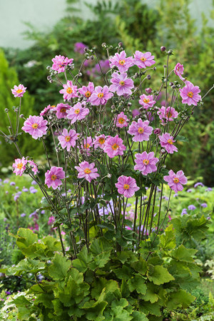 Zawilec japoński 'Konigin Charlotte' | Anemone japonica