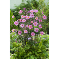 Zawilec japoński 'Konigin Charlotte' | Anemone japonica