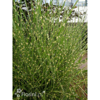 Miskant chiński 'Zebrinus' | Miscanthus sinensis
