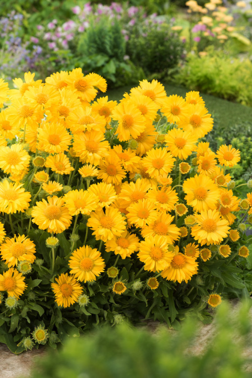 Gailardia 'Mesa Yellow' Gaillardia