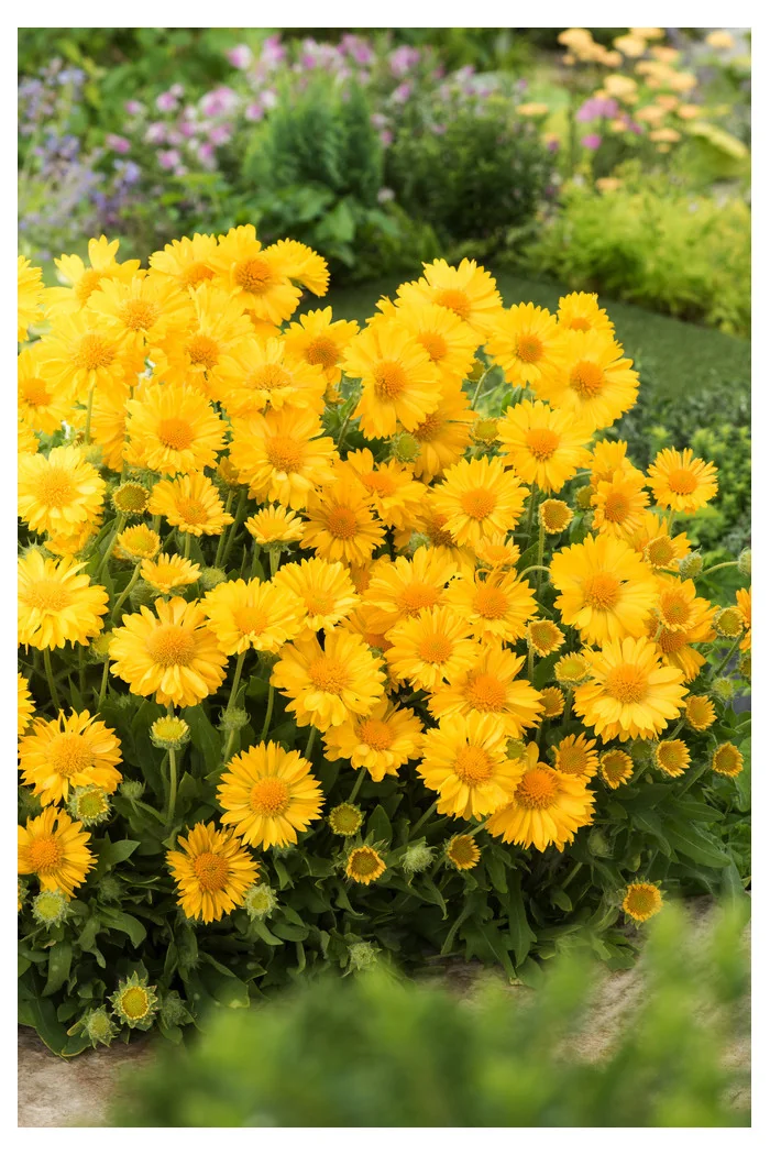 Gailardia 'Mesa Yellow' Gaillardia