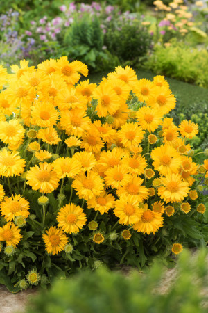 Gailardia 'Mesa Yellow' Gaillardia