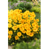 Gailardia 'Mesa Yellow' Gaillardia