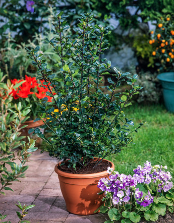 Ostrokrzew Meservy 'Blue Princess' (żeński) Ilex x meserveae