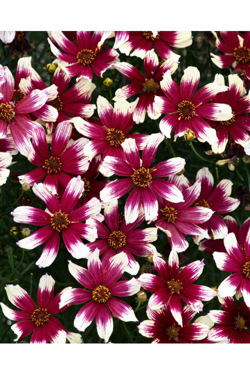 Nachyłek okółkowy 'Sunstar Rose'| Coreopsis verticillata