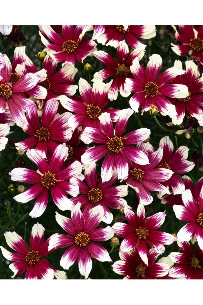 Nachyłek okółkowy 'Sunstar Rose'| Coreopsis verticillata