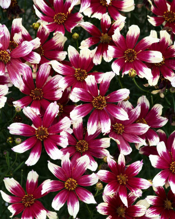 Nachyłek okółkowy 'Sunstar Rose'| Coreopsis verticillata