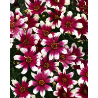 Nachyłek okółkowy 'Sunstar Rose'| Coreopsis verticillata