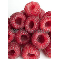 Malina 'Heritage' Rubus idaeus