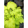 Żurawka 'Lemon Chiffon' Heuchera