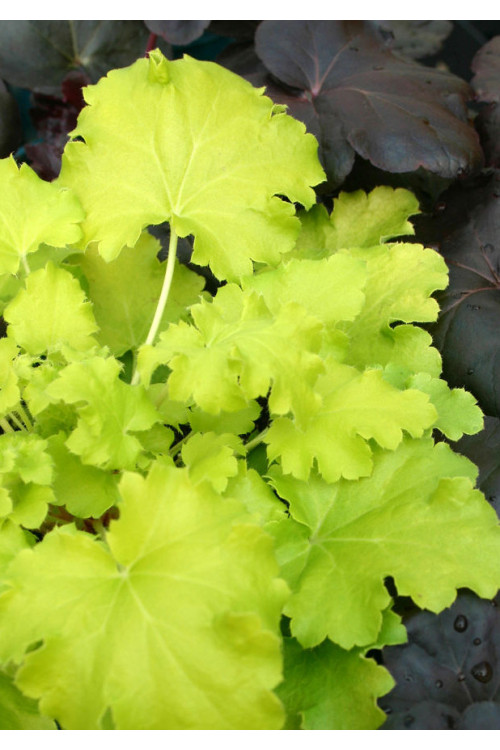 Żurawka 'Lemon Chiffon' Heuchera