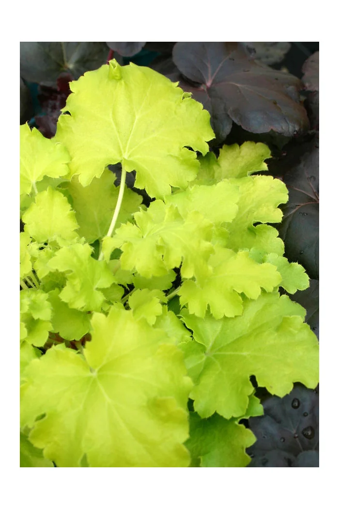 Żurawka 'Lemon Chiffon' Heuchera