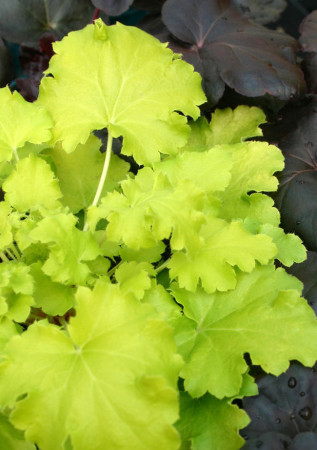 Żurawka 'Lemon Chiffon' Heuchera