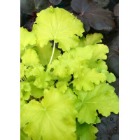 Żurawka 'Lemon Chiffon' Heuchera