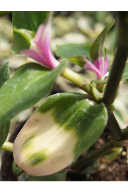 trzykrotka, Tradescantia