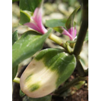 trzykrotka, Tradescantia